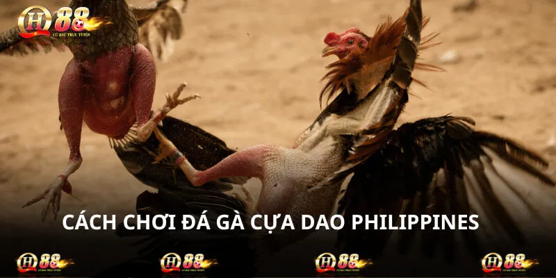 Cách Chơi Đá Gà Cựa Dao Philippines Chuẩn Trên QH88