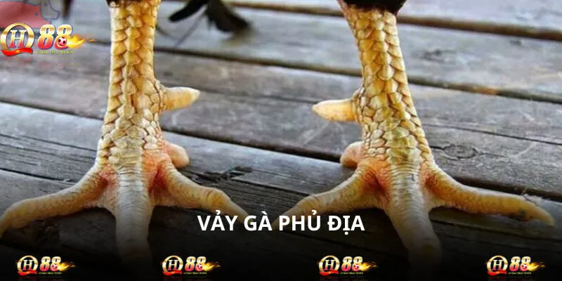 Phủ địa là đặc điểm giúp chiến kê né đòn thần sầu