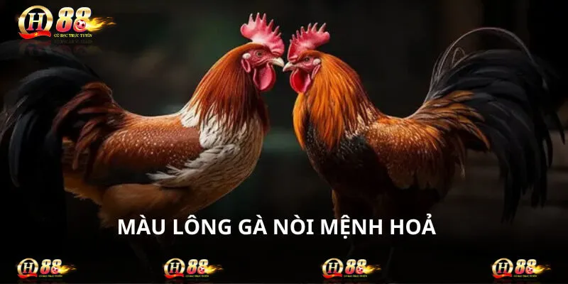 Mệnh Hoả cũng có những sắc hợp khi chọn chiến kê